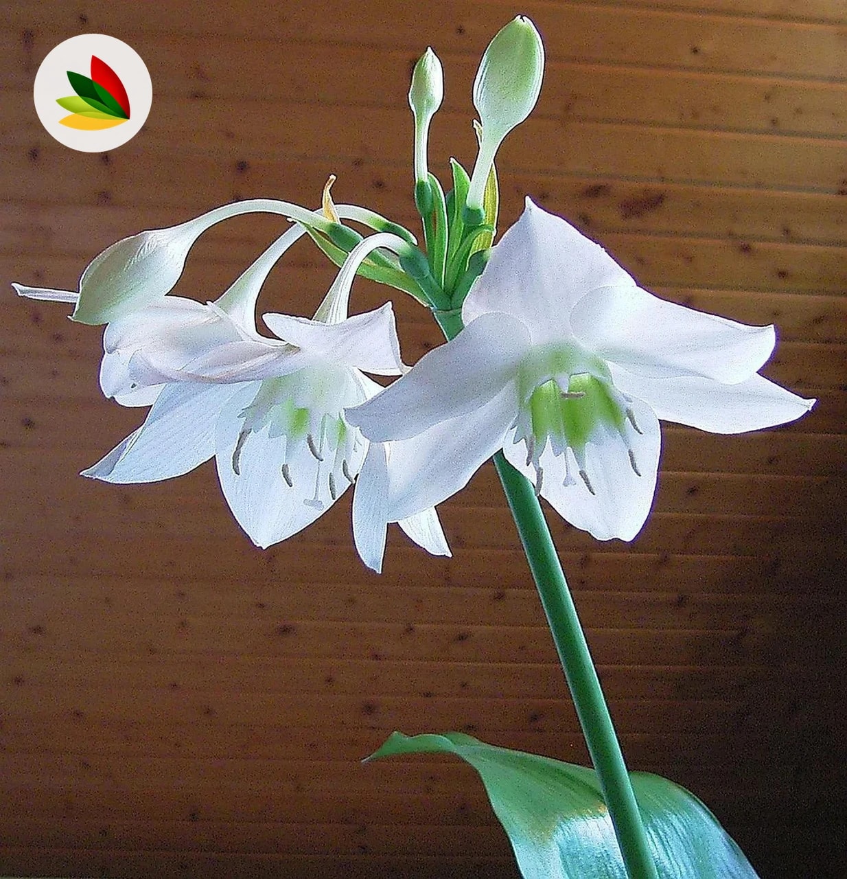 Eucharis