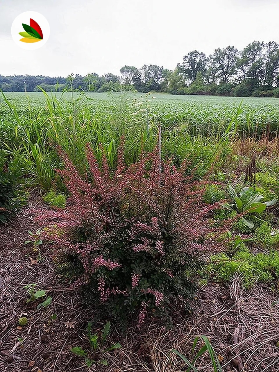 Berberis Atropurpurea
