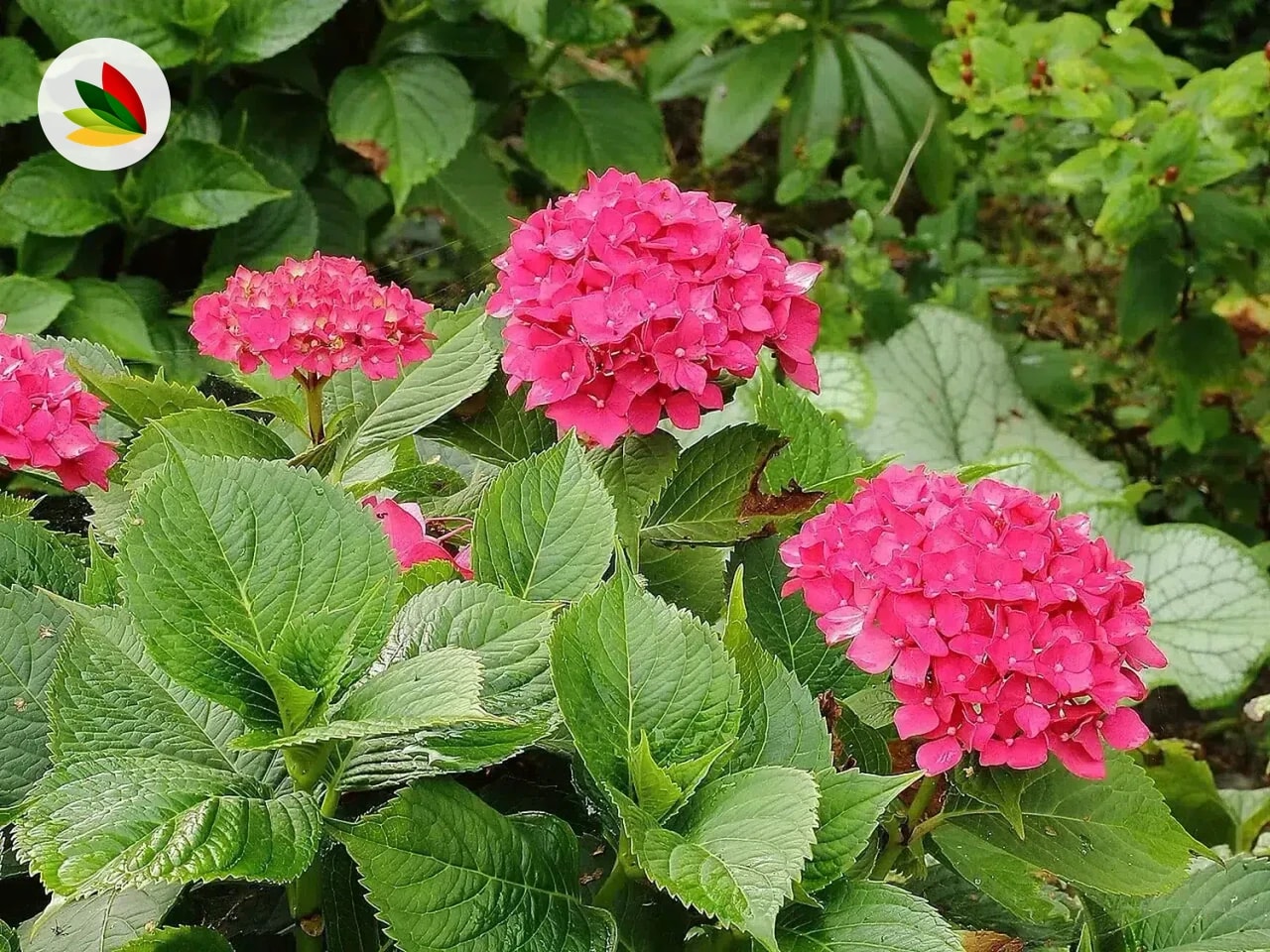 Hortensia roja