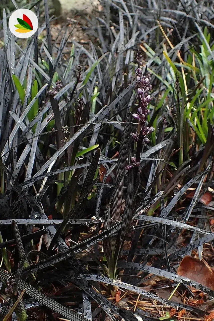 Ophiopogon Negro