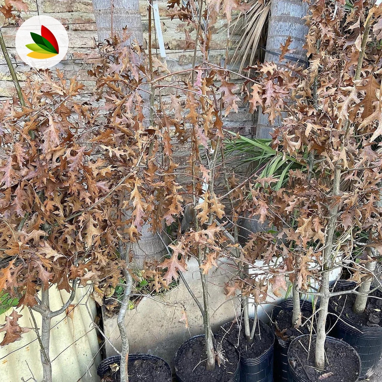 Quercus