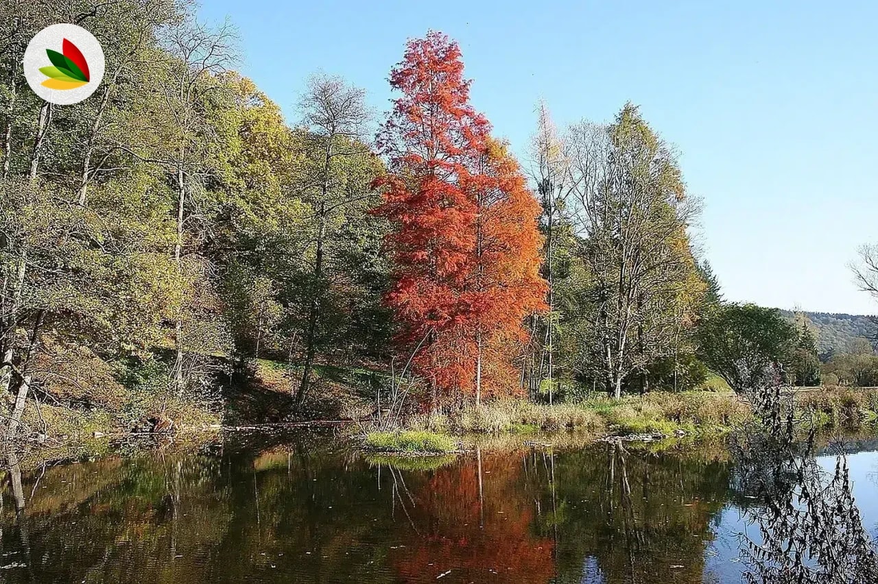 Taxodium Cipres Calvo