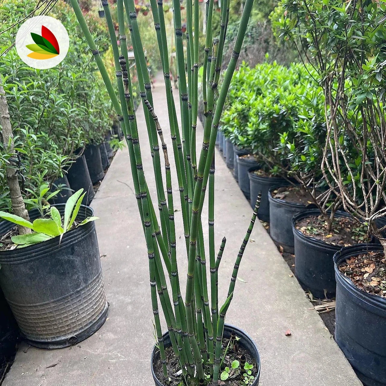 Equisetum