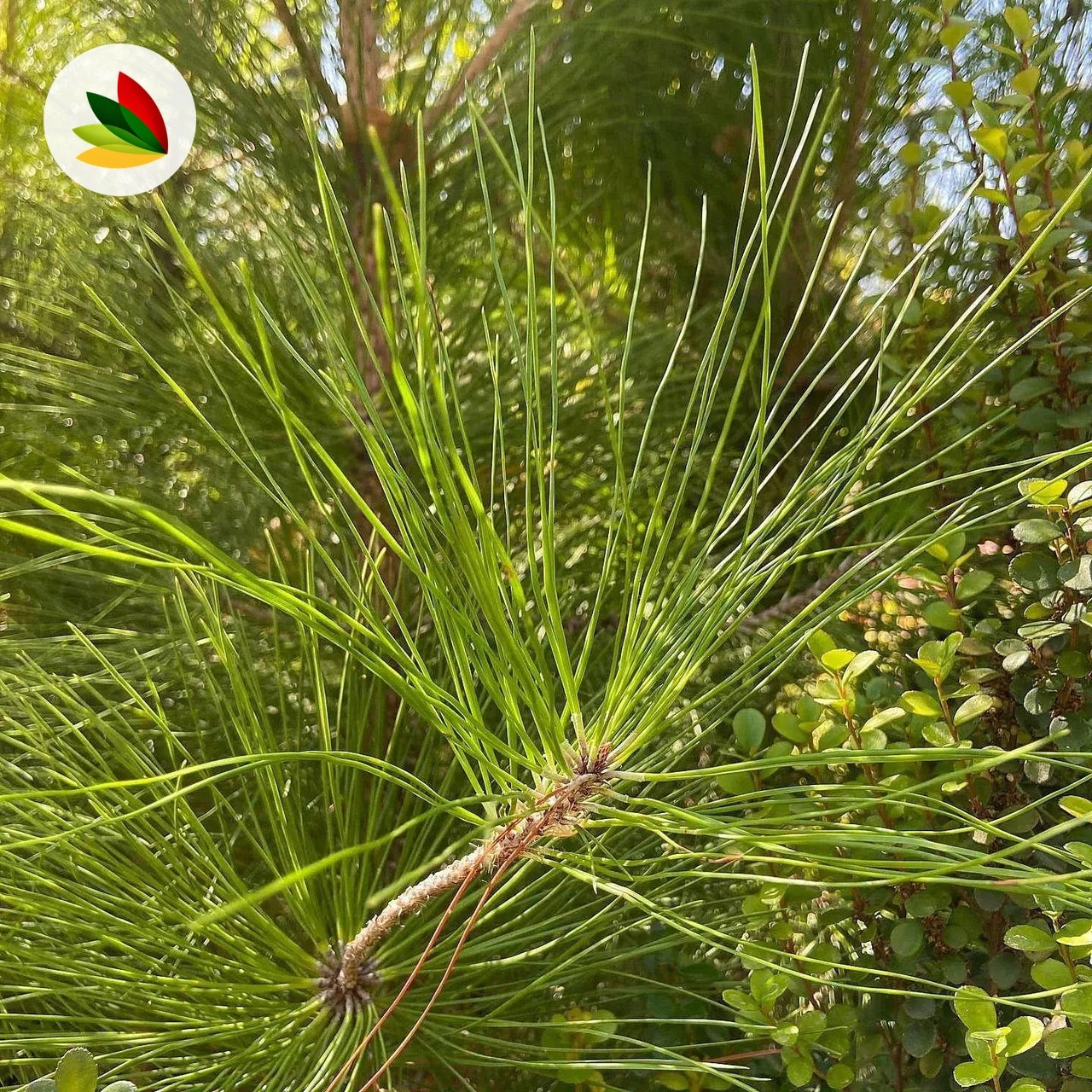 Pinus Radiata