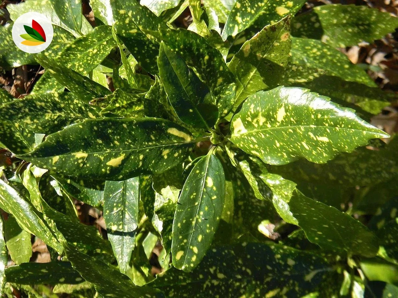 Aucuba Japonica Variegata