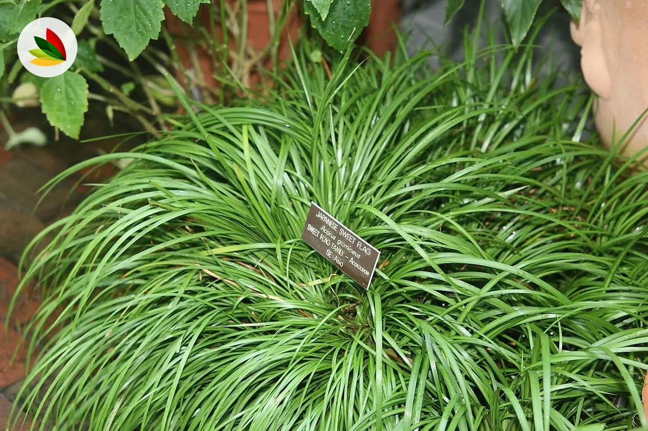 Acorus Gramineus