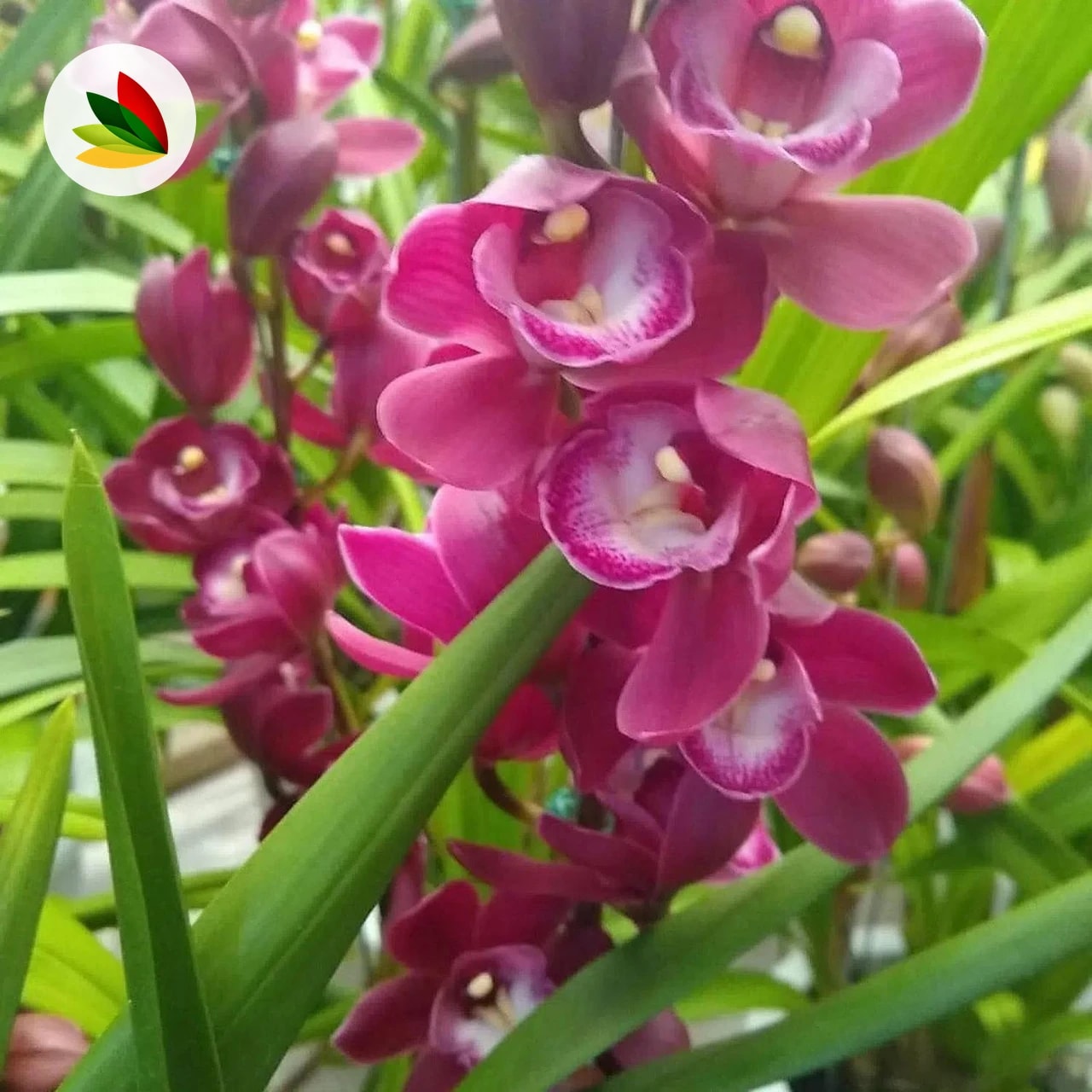 Orquídea Cymbidium