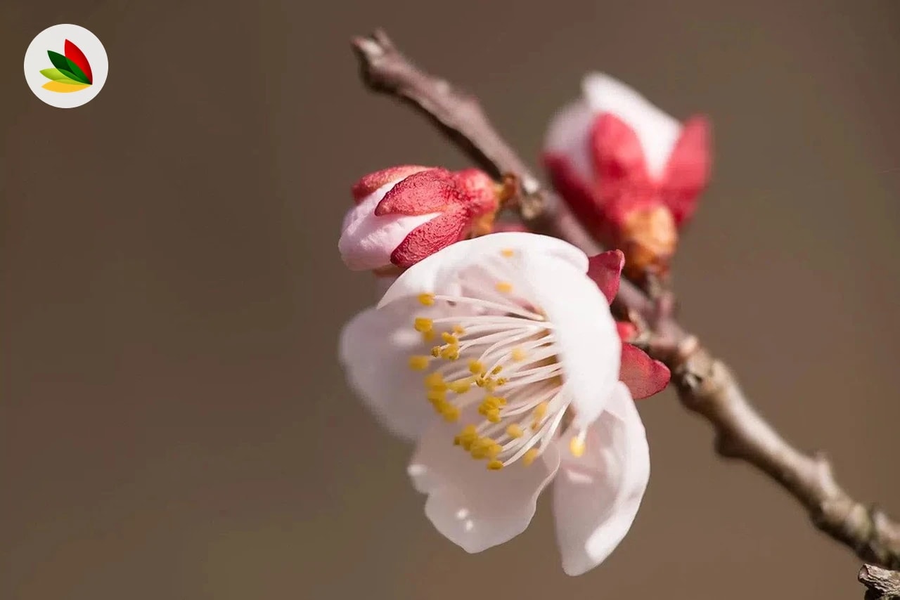 Prunus Mume