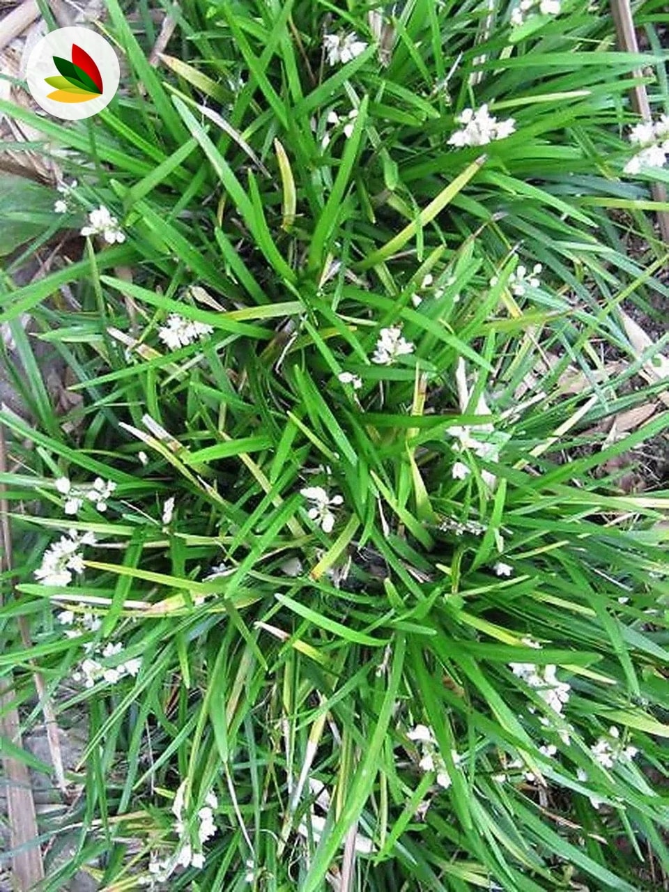 Ophiopogon
