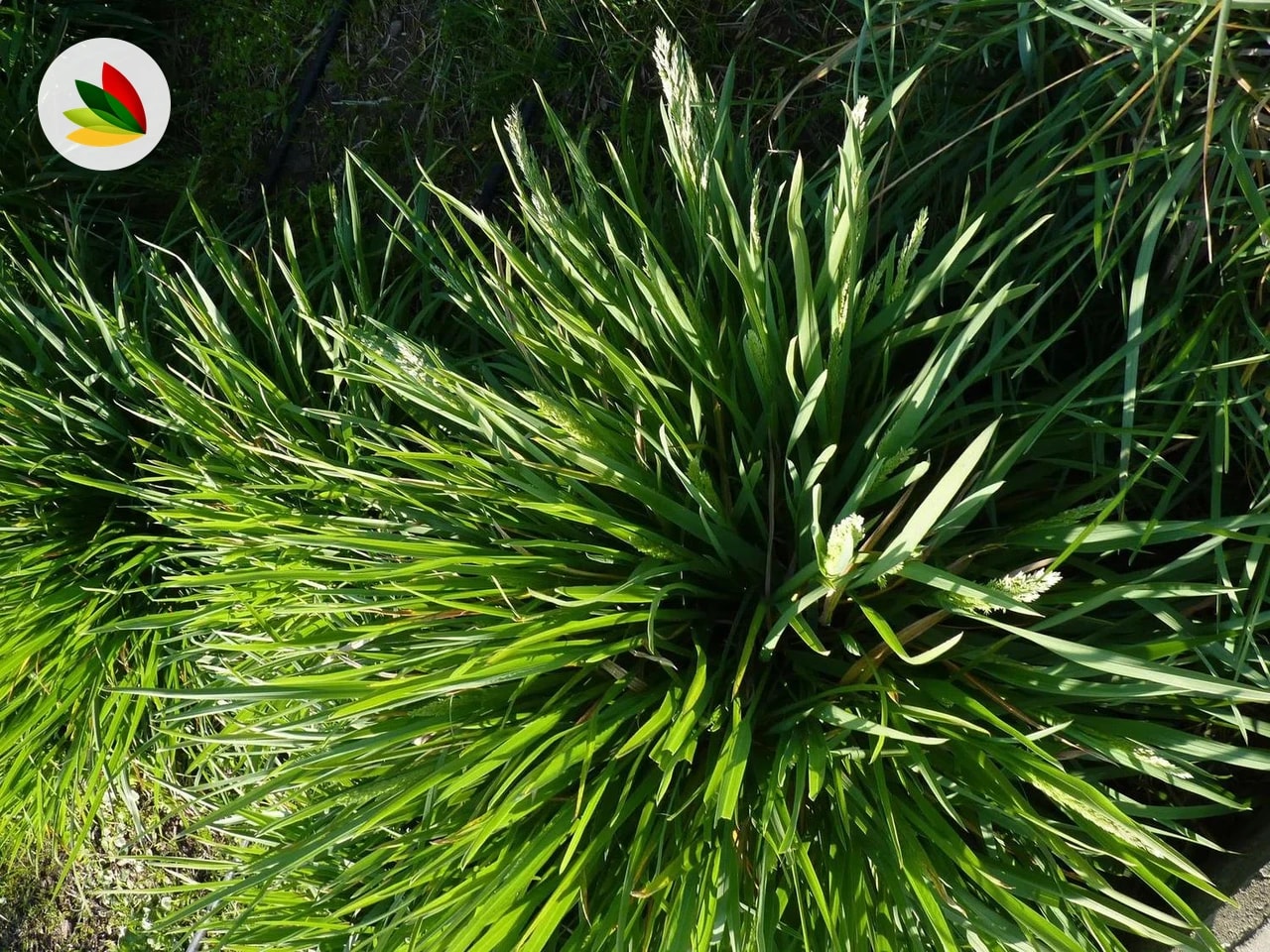 Poa Iridifolia