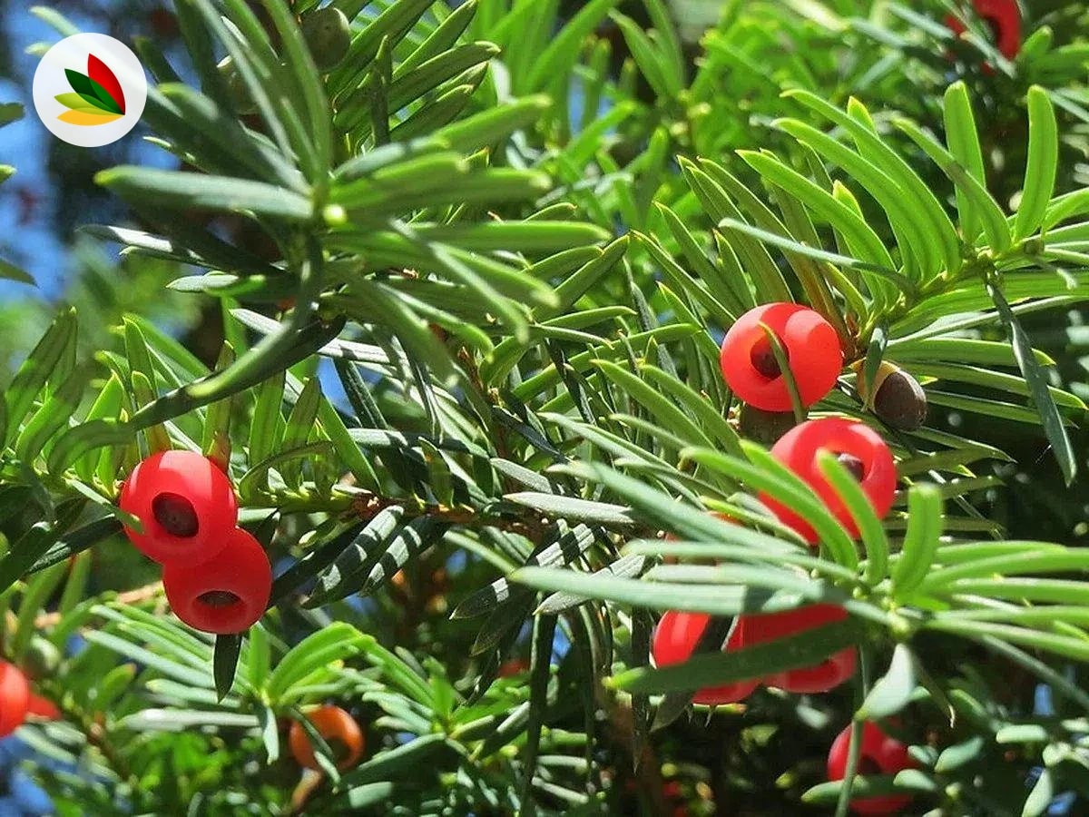 Taxus Bacata