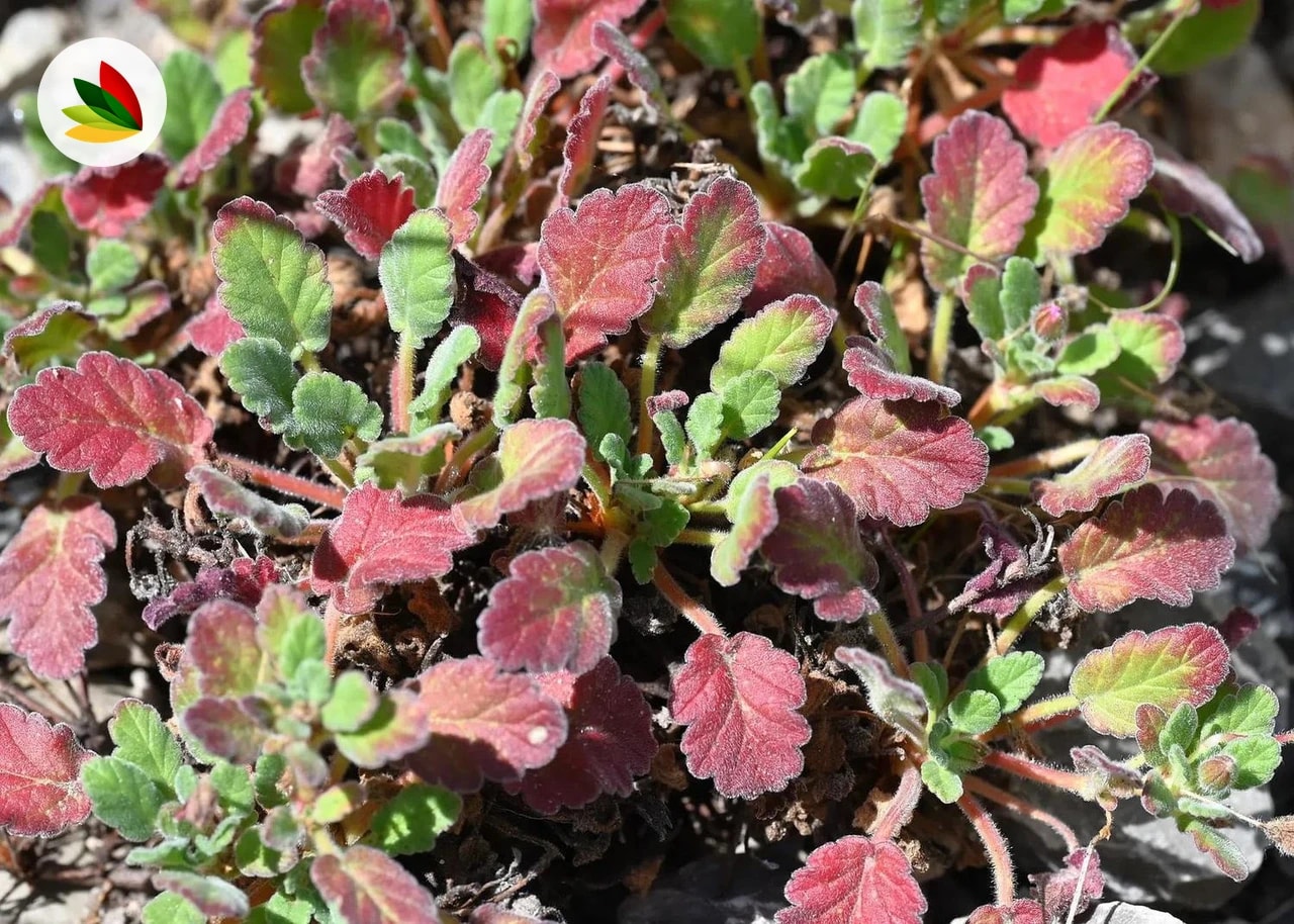 Erodium Corsicum