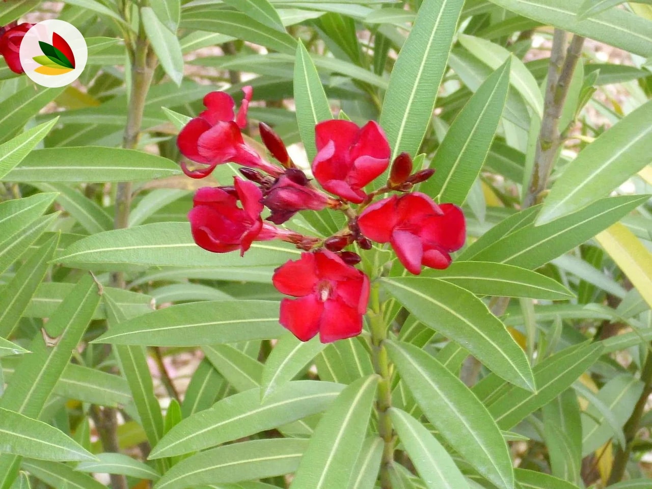 Nerium Oleander Enano Petit