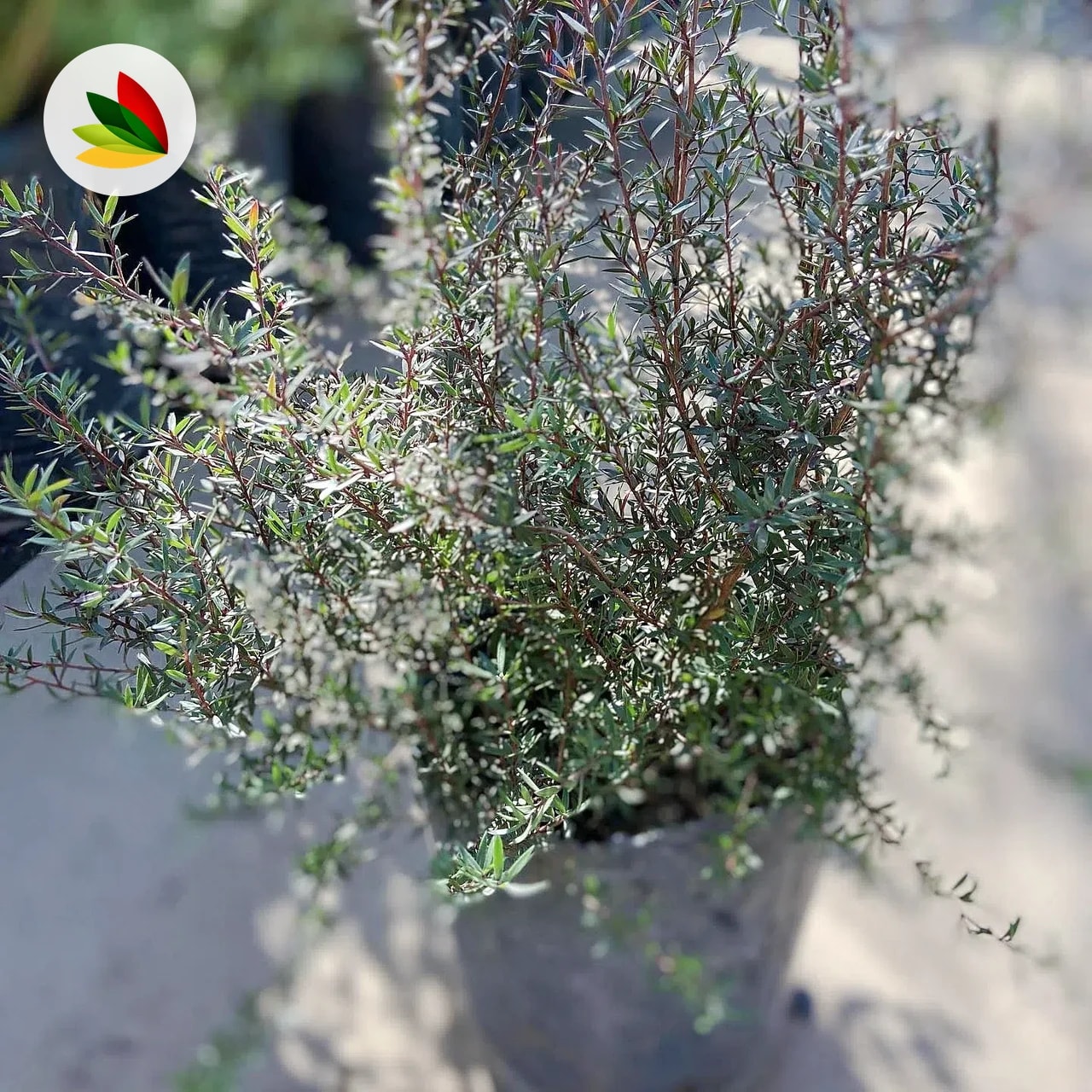 Leptospermun Scoparium