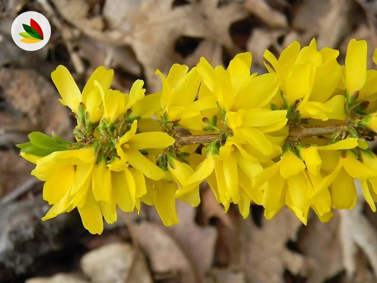 Forsythia