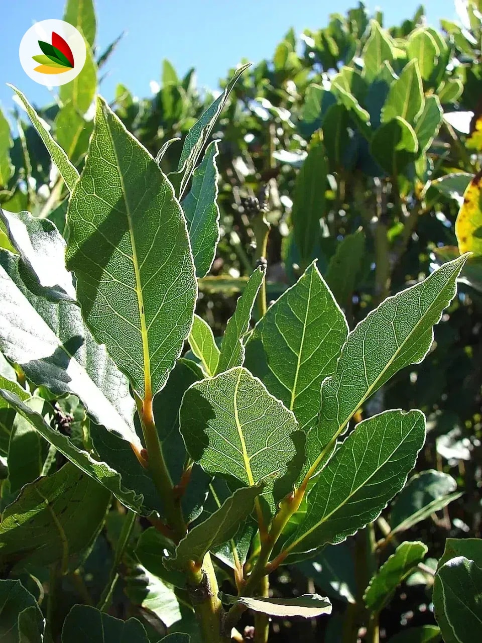 Laurel Comestible