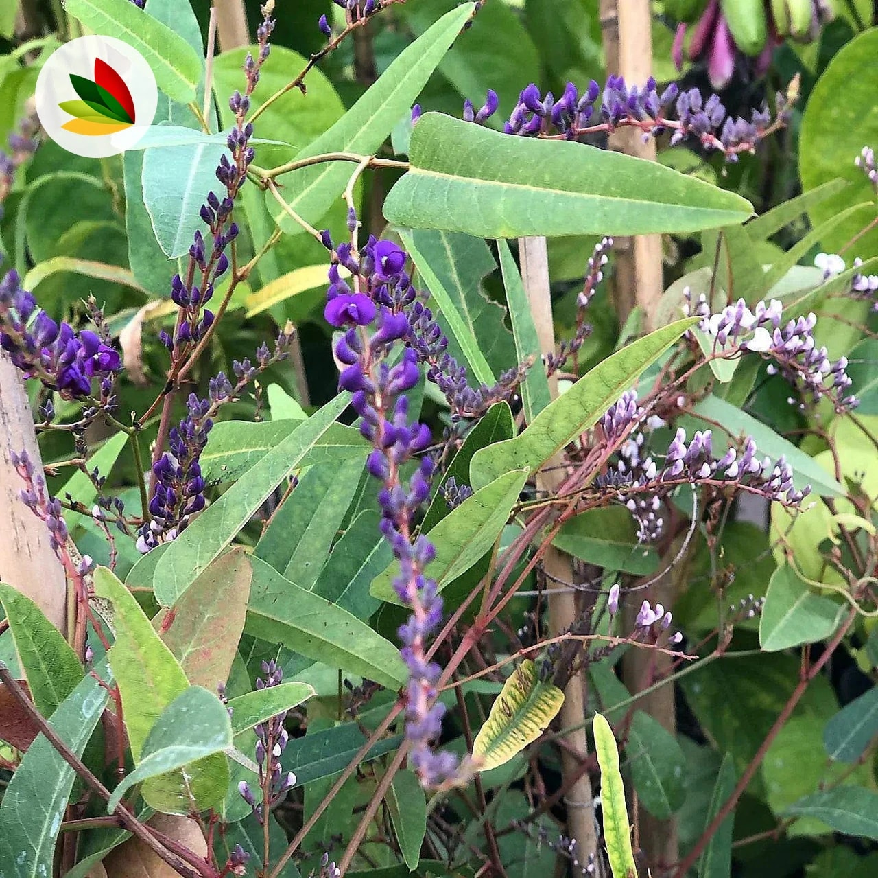 Hardenbergia