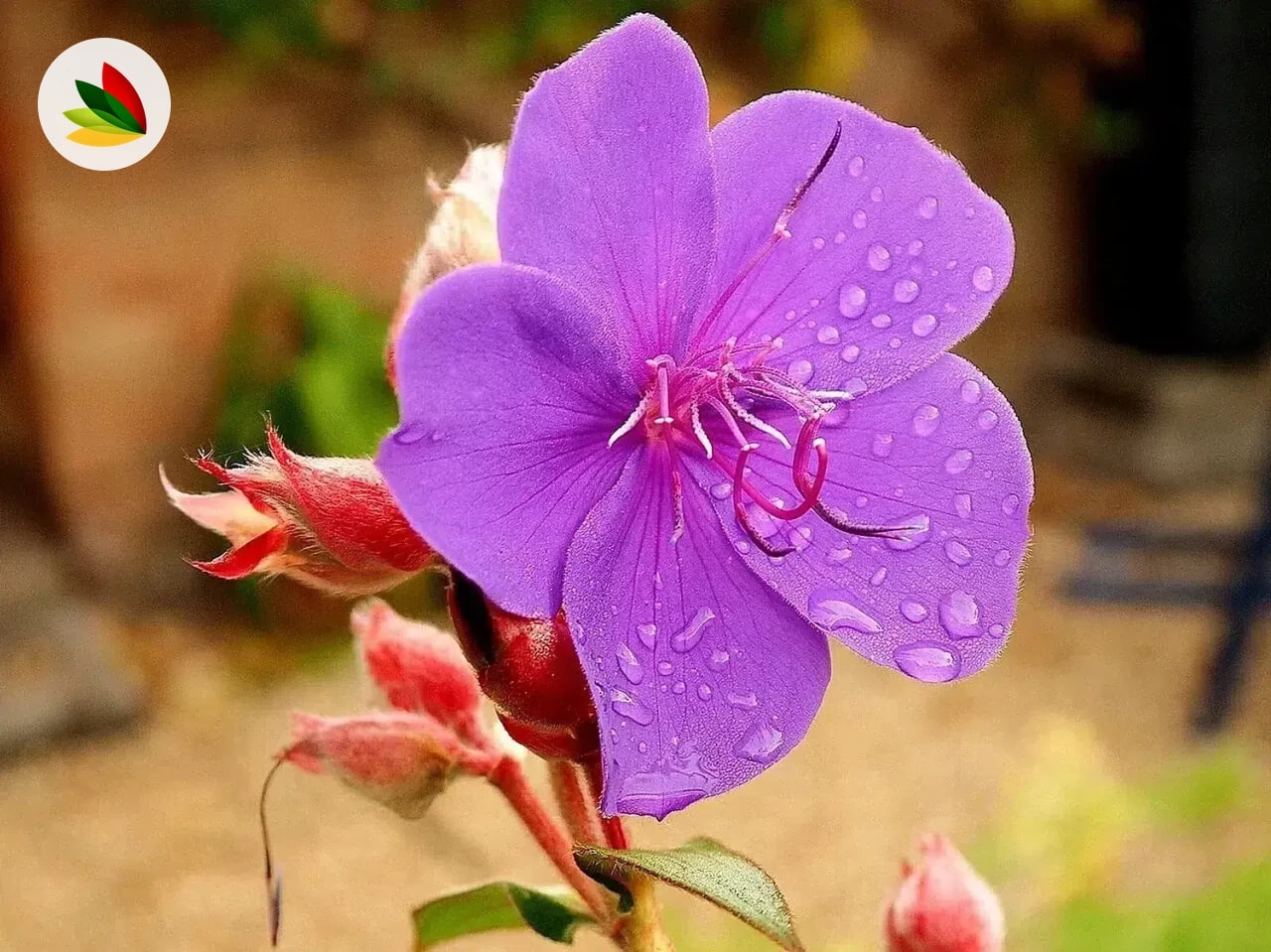 Tibouchina