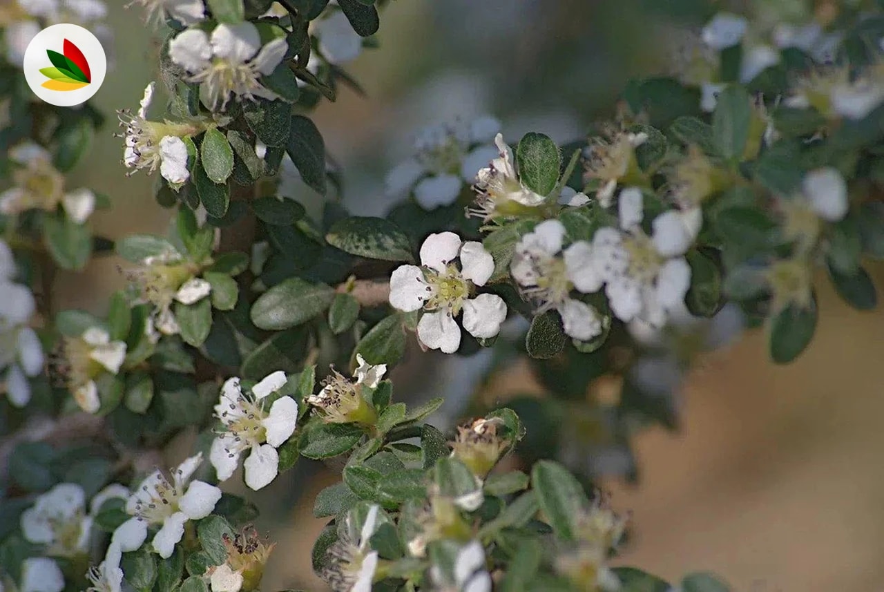 Cotoneaster Microphyla