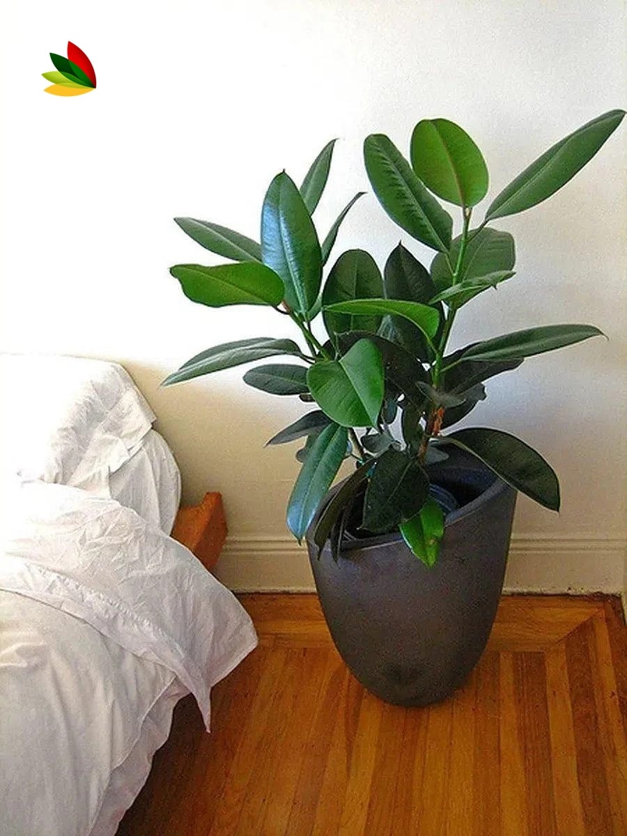 Gomero Verde