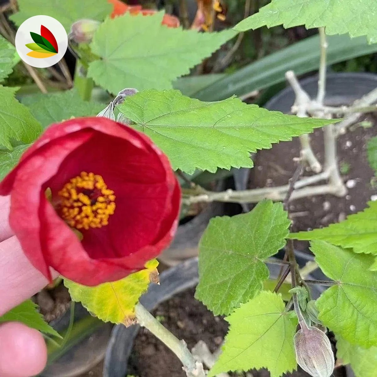 Abutilon