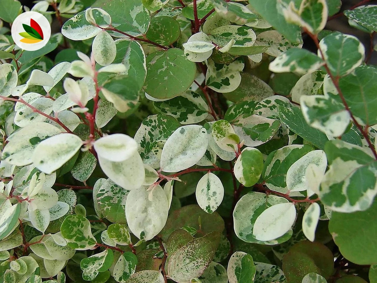 Breynia Nivosa