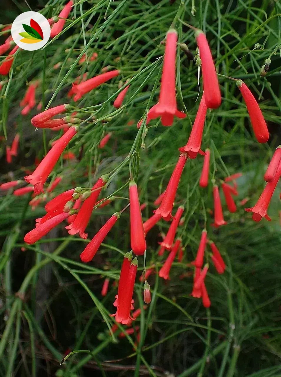 Russelia Lluvia De Fuego