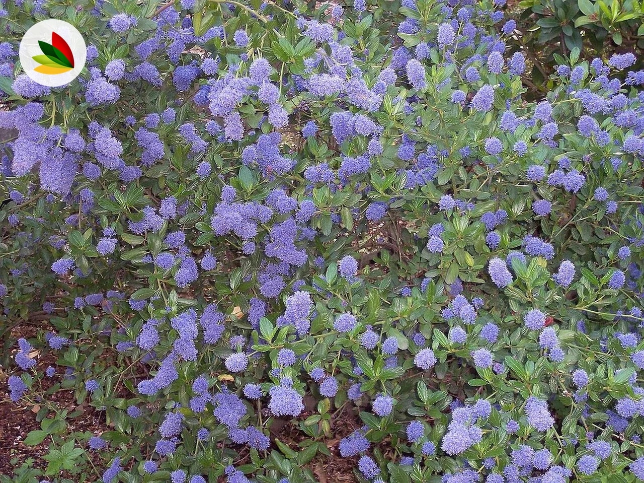 Ceanothus