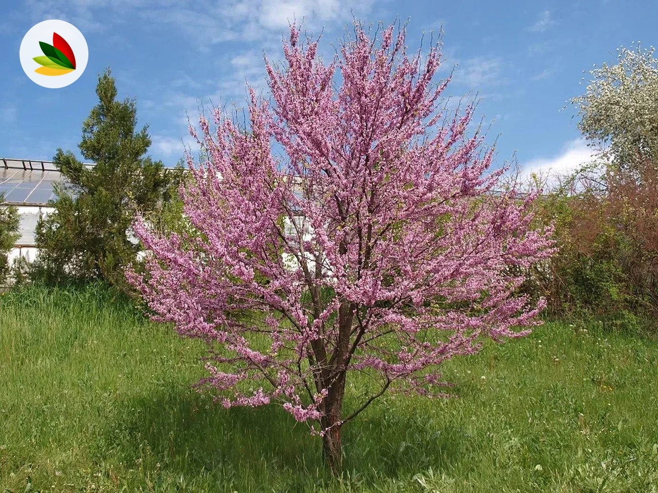 Arbol De Judea Arbusto