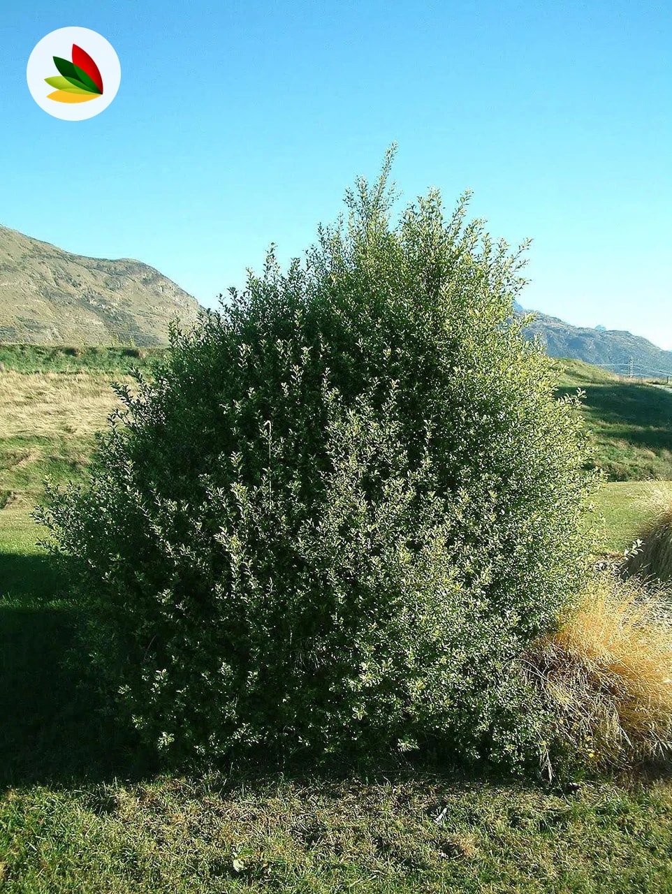 Pittosporum Nigricans