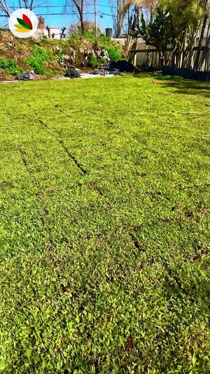 Grama Bahiana en panes