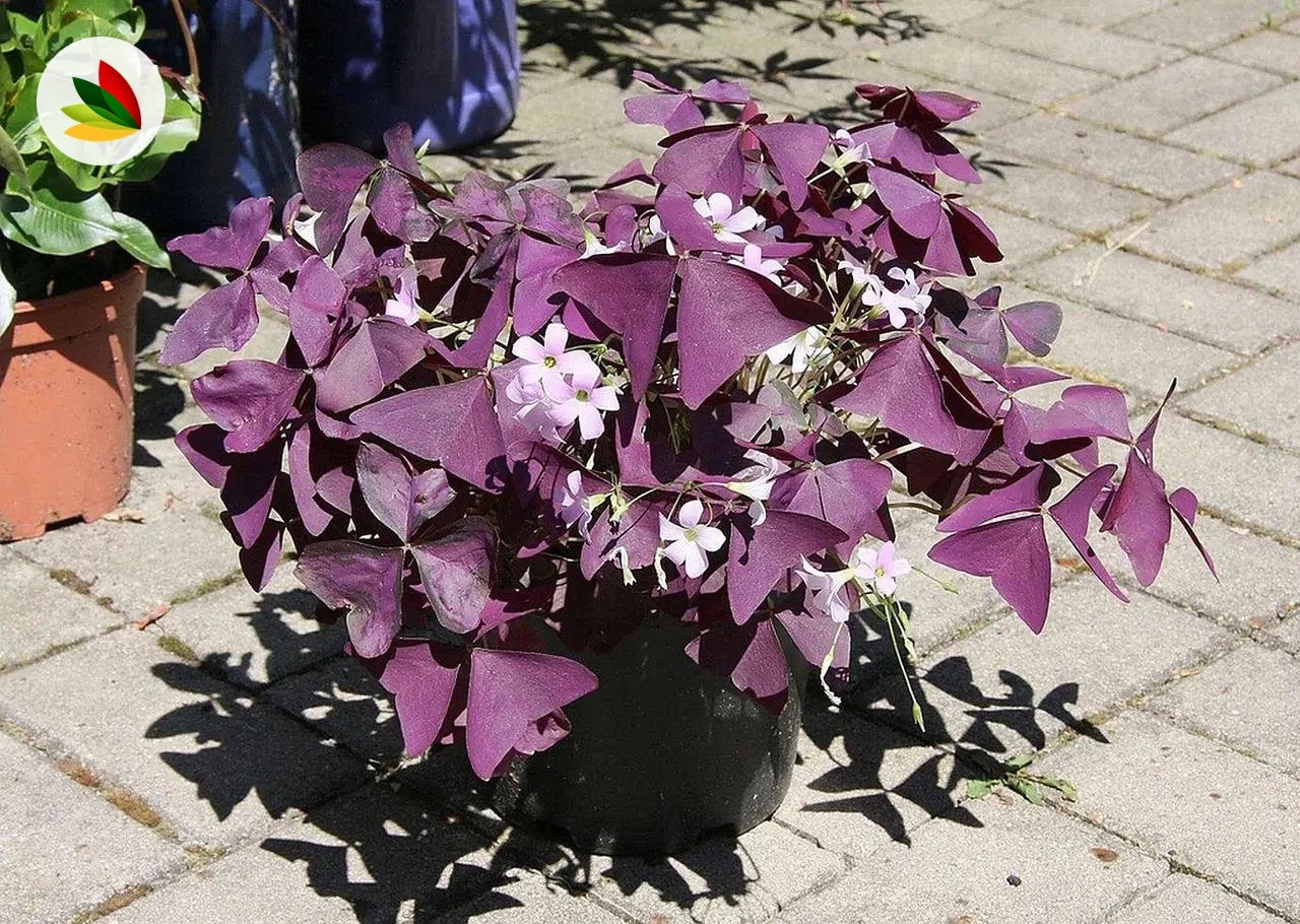 Oxalis Trifoliado