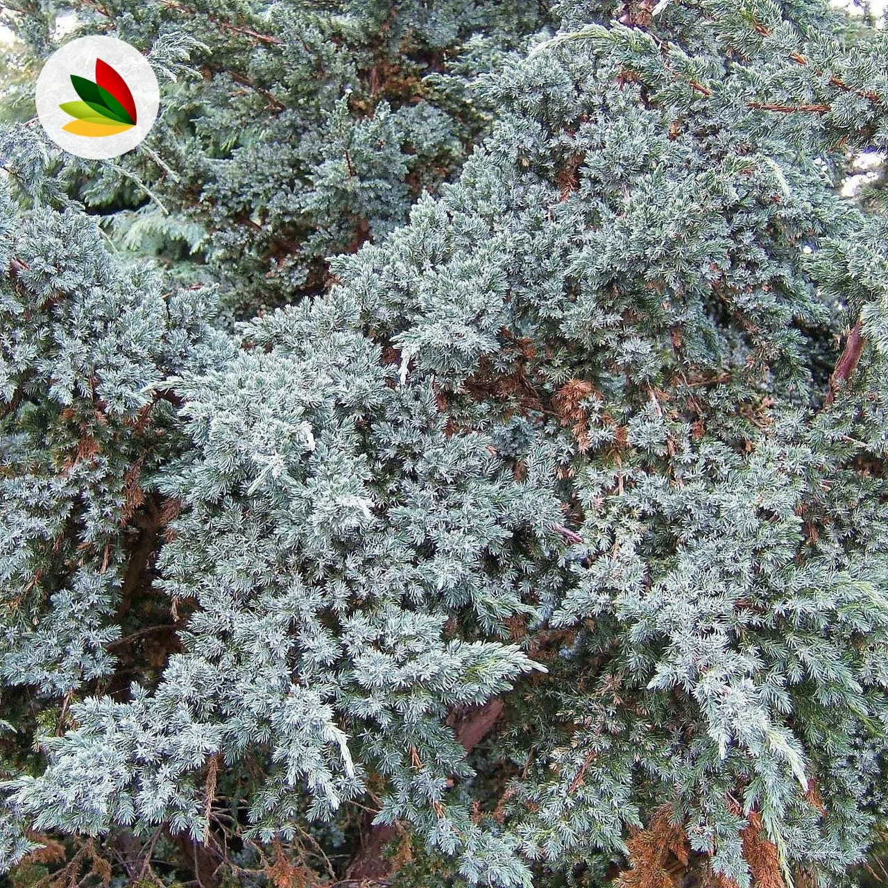 Juniperus Varios