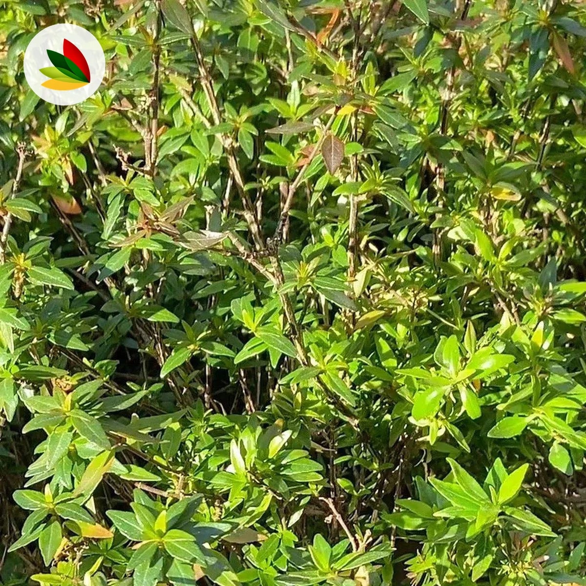 Abelia Nanna