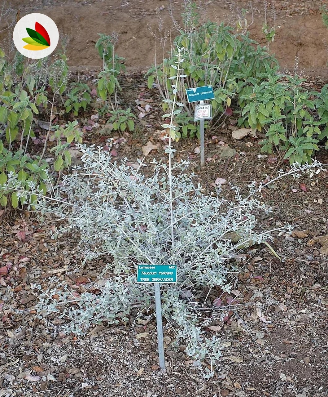Teucrium