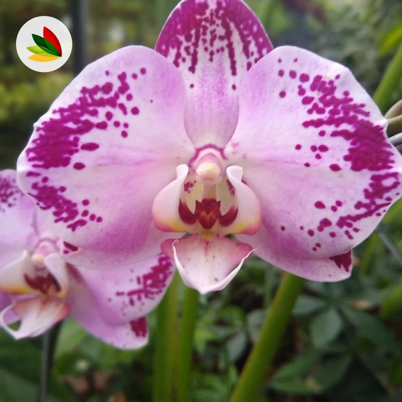 Orquidea Phalaenopsis