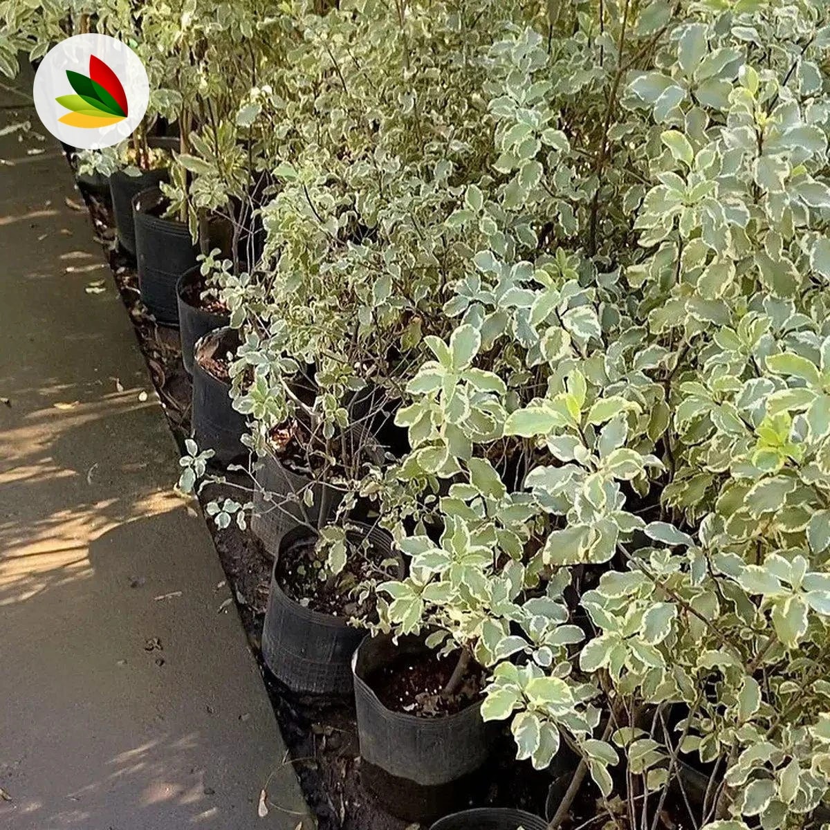 Pittosporum Maggi Inj.