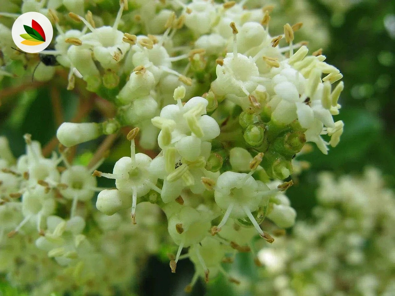 Viburnum Odoratissimum