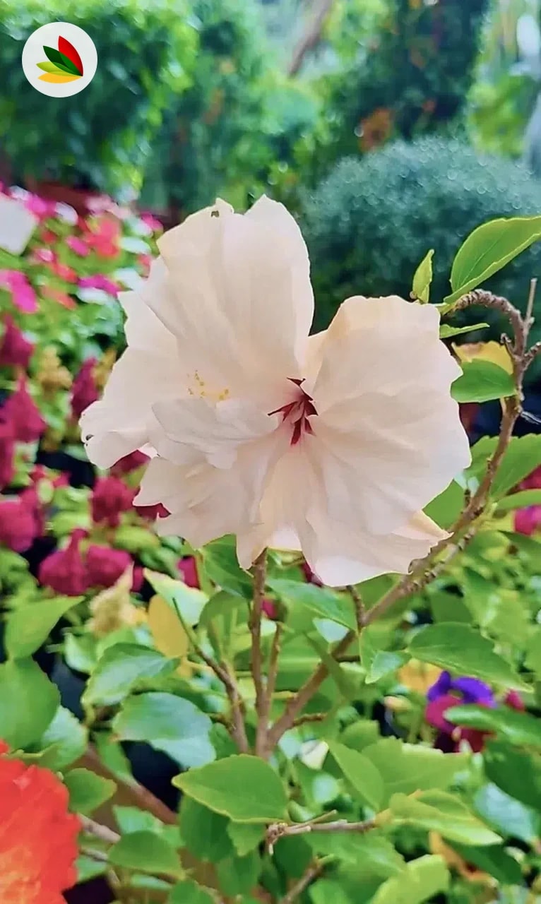 Rosa China De Gajo