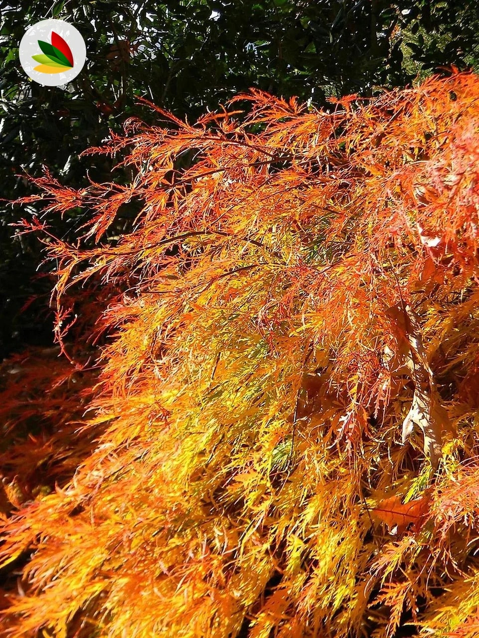Acer Disectum Viridis