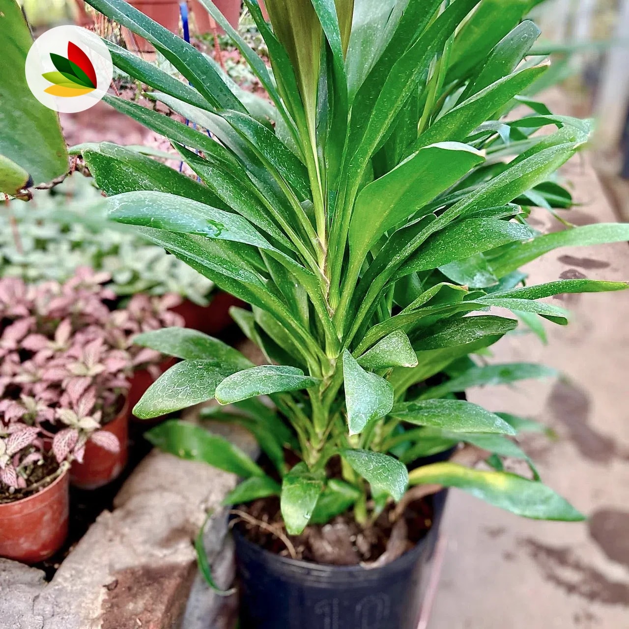 Dracena Robusta