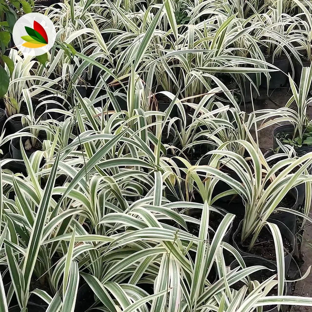 Dianella Tasmanica