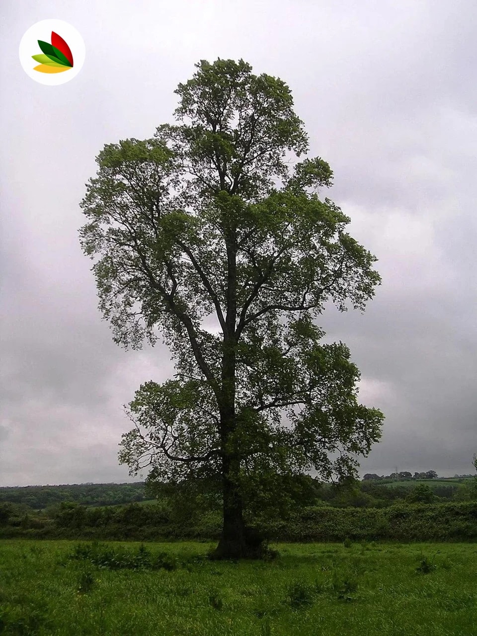 Ulmus