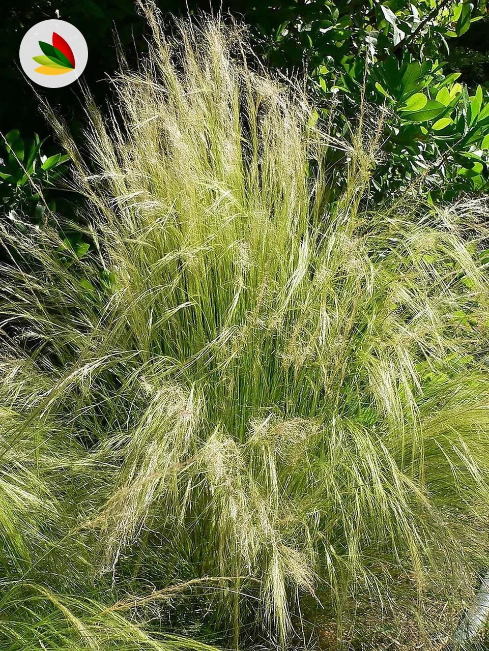 Stipa