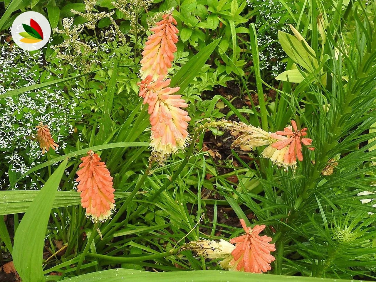 Kniphofia