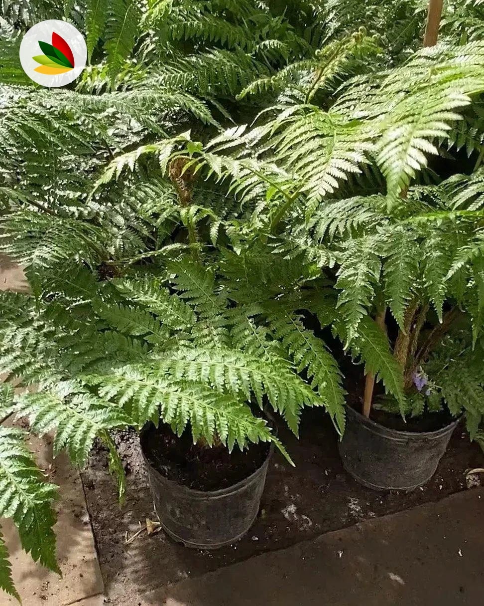 Helecho Alsophila Arboreo