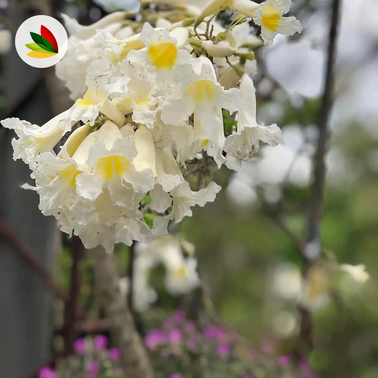 Lapacho Blanco