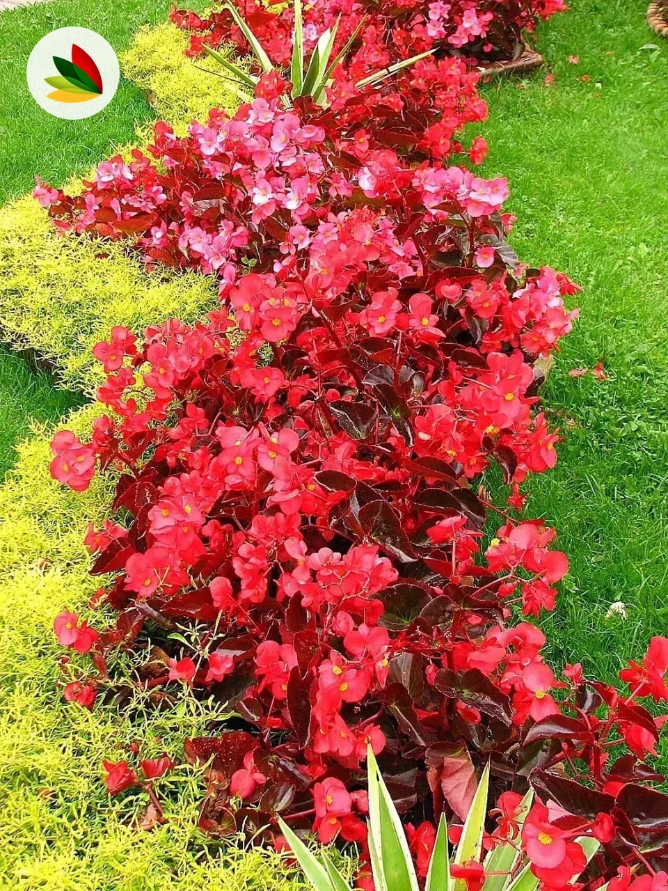 Flor de azúcar