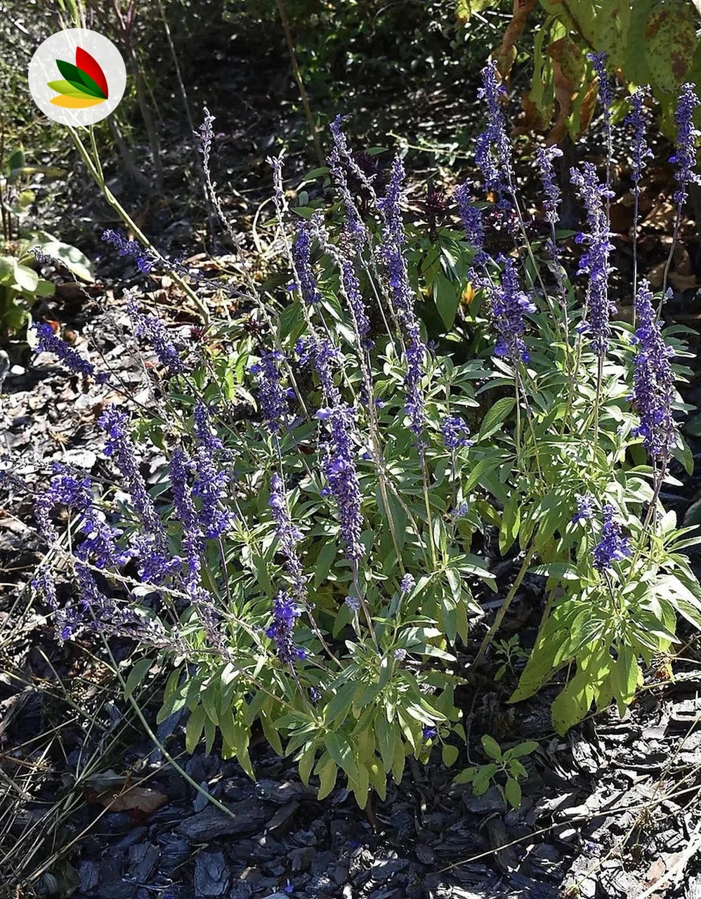 Salvia Farinacea