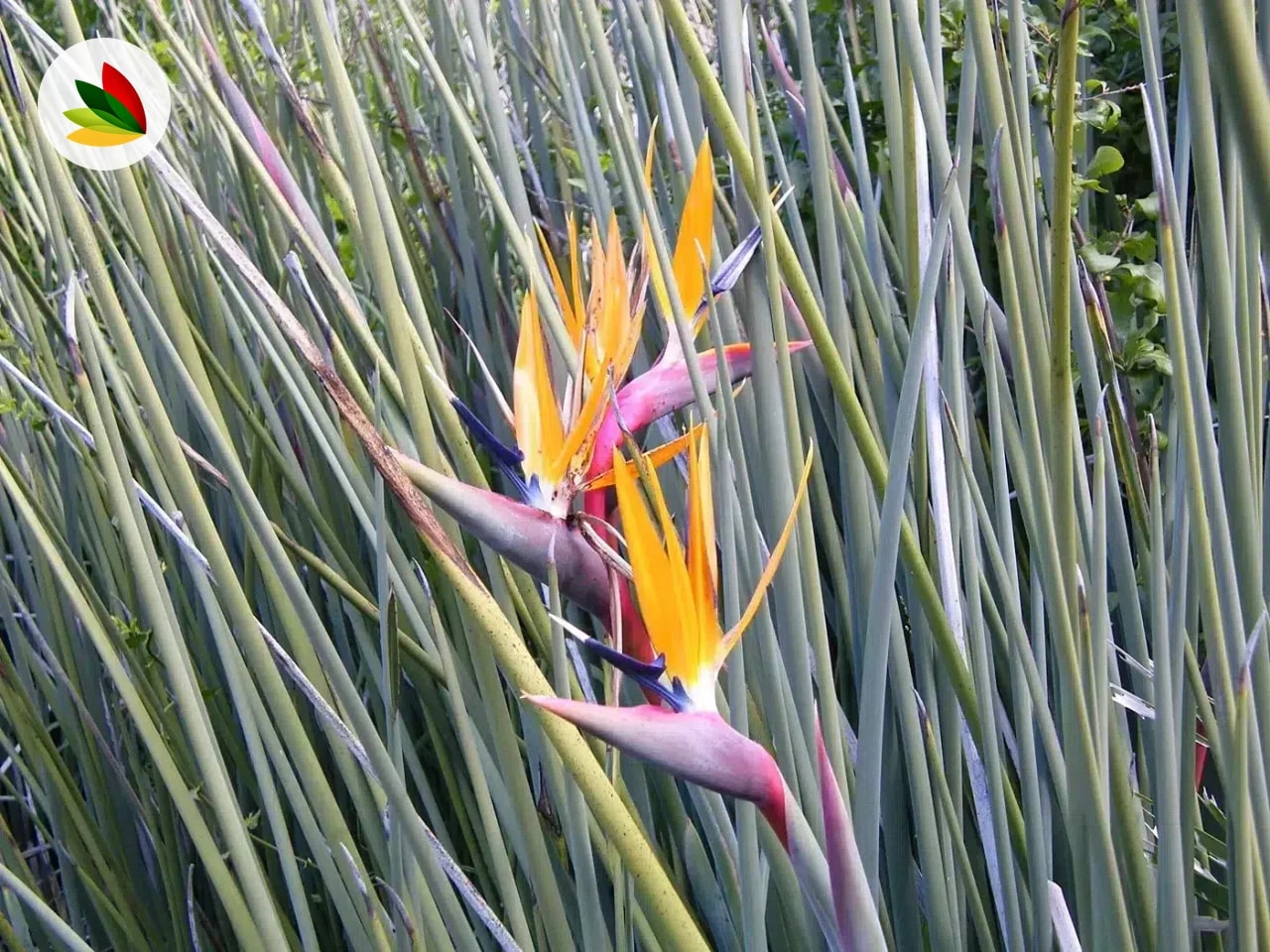 Strelitzia juncea
